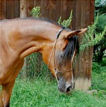 Tripura Sundari TWF